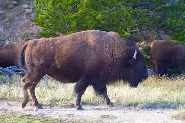 Bisons Yellowstone National Park Wyoming Usa — Stock Photo, Image