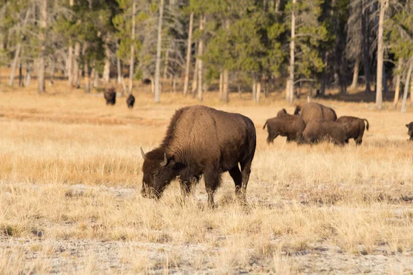 Bisontes Jóvenes Atardecer Parque Nacional Yellowstone Wyoming — Foto de Stock