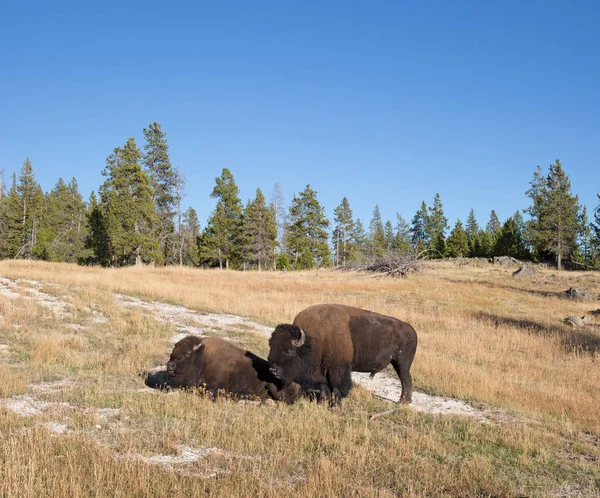 Bizonlar Yellowstone Milli Parkı Wyoming Abd — Stok fotoğraf