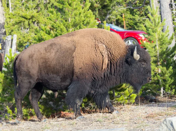 Bison Yellowstone National Park Wyoming Usa — Stock Photo, Image