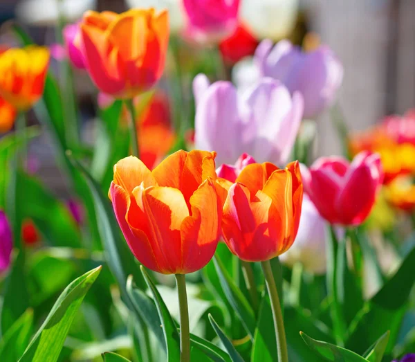 春の庭の新鮮な咲くチューリップ — ストック写真