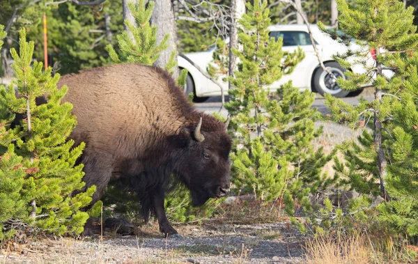 Bison Yellowstone National Park Wyoming Usa — Stock Photo, Image