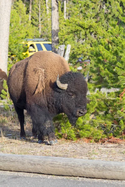 Bison Parque Nacional Yellowstone Wyoming Eua — Fotografia de Stock