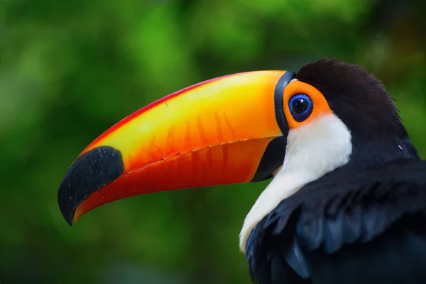 Perchrd Tucano Colorido Galho Árvore — Fotografia de Stock