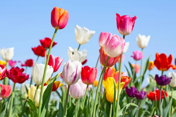 Tulipanes Frescos Flor Jardín Primavera — Foto de Stock