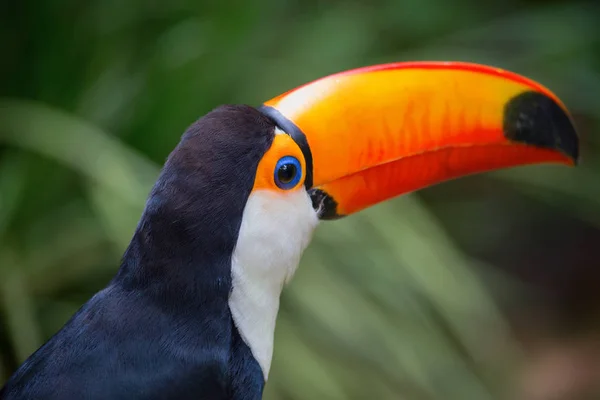 Farbenfroher Tucan Thront Auf Einem Ast — Stockfoto