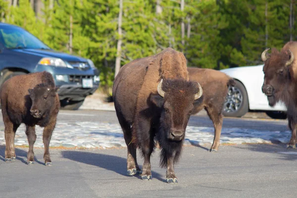 Bisons Yellowstone National Park Wyoming Usa — Stock Photo, Image