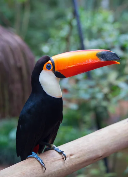 Tucan Colorido Empoleirado Galho Árvore — Fotografia de Stock