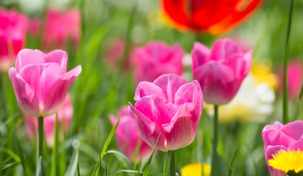 Świeży Kwitnące Tulipany Ogrodzie Wiosna — Zdjęcie stockowe