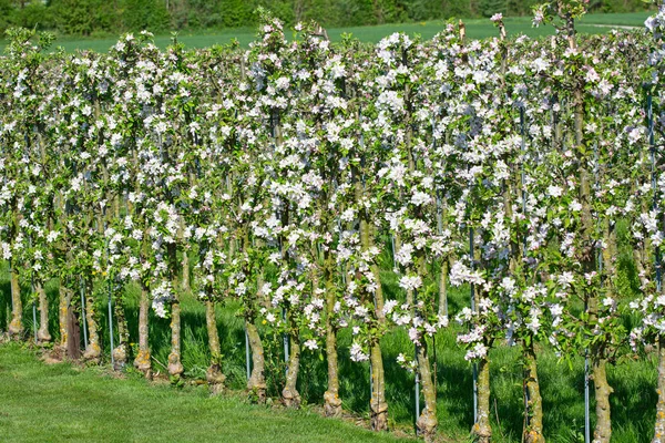 Brillante Jardín Manzanas Flor Primavera —  Fotos de Stock