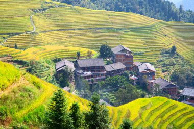 Longji pirinç terasları