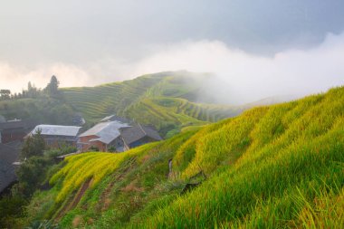Longji pirinç terasları