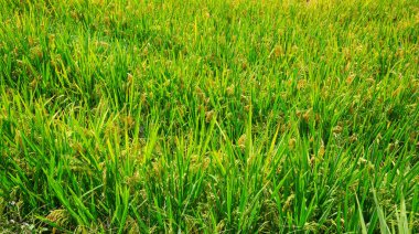 Longji pirinç terasları