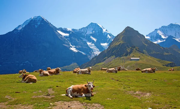 Schweizer Kuh — Stockfoto