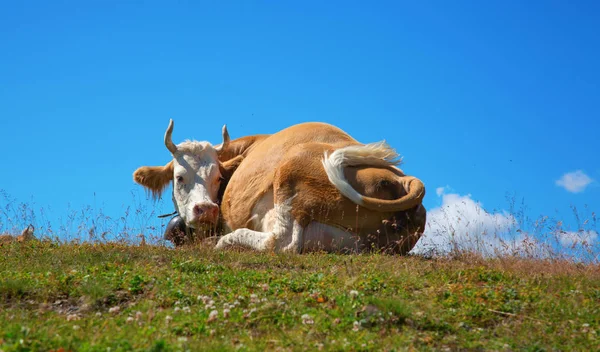 スイスの牛 — ストック写真