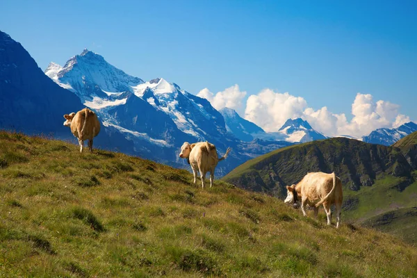 Swiss cow — Stockfoto