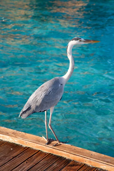 Gray heron — Stock Photo, Image