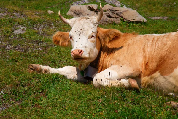 Vaca suiza —  Fotos de Stock