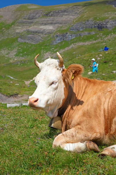 Vaca suíça — Fotografia de Stock