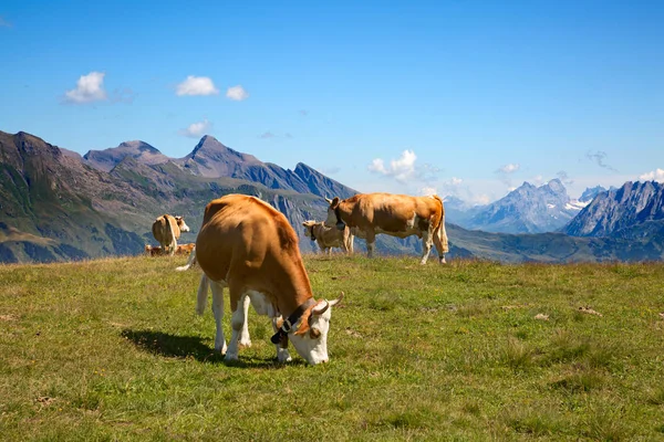 Vaca suíça — Fotografia de Stock