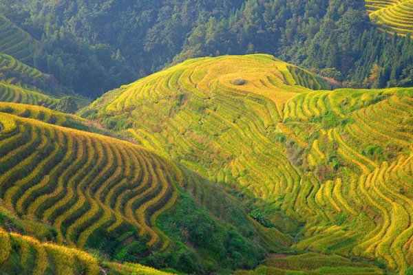 Terraços de arroz longji — Fotografia de Stock