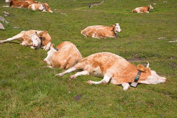 Vaca suiza —  Fotos de Stock