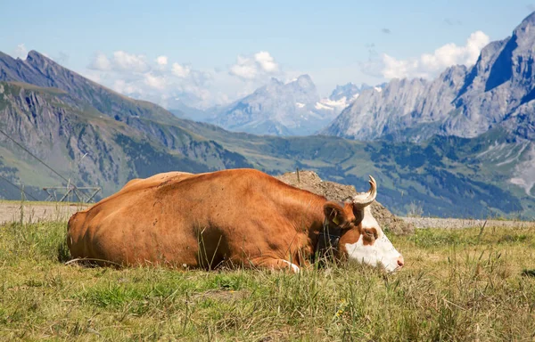 Schweizer Kuh — Stockfoto