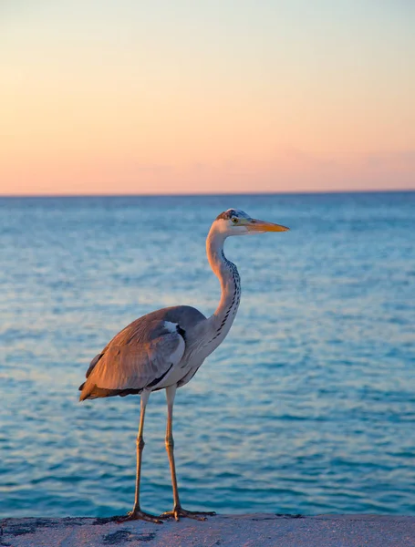 Gray heron — Stock Photo, Image