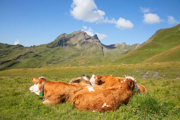 Swiss cow — Stockfoto