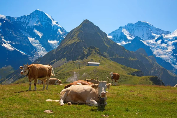 Swiss cow — Stock Photo, Image