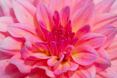 Sabah çiğ damlaları ile renkli yıldız çiçeği