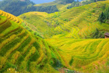Longsheng Rice Terasları (Dragon 's Backbone) Çin' in Guilin şehrinden yaklaşık 100 km (62 mi) uzaklıkta, Longsheng County 'de bulunmaktadır.