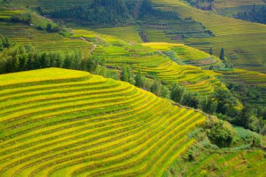 Longsheng Rice Terasları (Dragon 's Backbone) Çin' in Guilin şehrinden yaklaşık 100 km (62 mi) uzaklıkta, Longsheng County 'de bulunmaktadır.