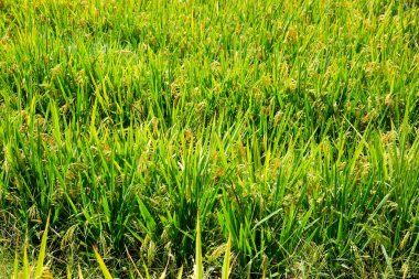 Longsheng Rice Terasları (Dragon 's Backbone) Çin' in Guilin şehrinden yaklaşık 100 km (62 mi) uzaklıkta, Longsheng County 'de bulunmaktadır.