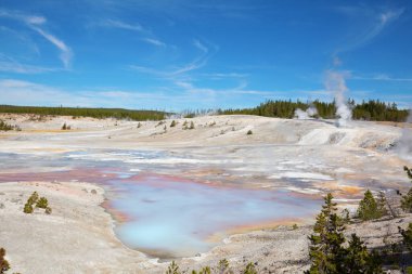 Norris gayzer havzası Yellowstone Ulusal Parkı, ABD