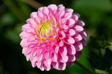 Sabah çiğ damlaları ile renkli yıldız çiçeği