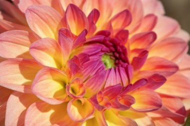 Sabah çiğ damlaları ile renkli yıldız çiçeği