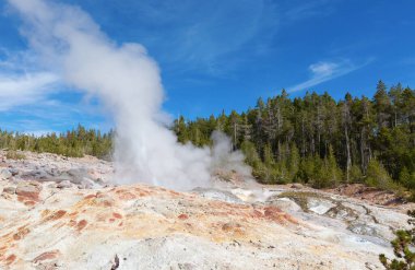 Norris gayzer havzası Yellowstone Ulusal Parkı, ABD