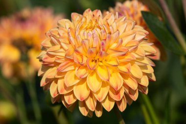 Sabah çiğ damlaları ile renkli yıldız çiçeği