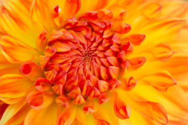 Sabah çiğ damlaları ile renkli yıldız çiçeği