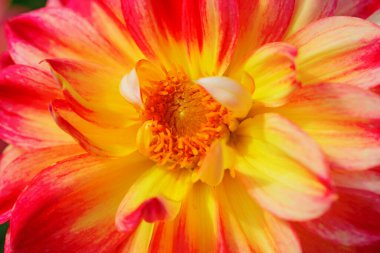 Sabah çiğ damlaları ile renkli yıldız çiçeği