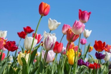 Mannlichen tepesinde İsviçre bayrağı (Jungfrau bölgesi, Bern, İsviçre)