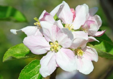 Baharda çiçek açan elma bahçesi