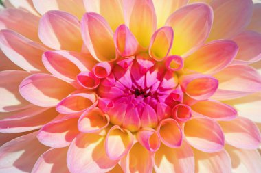 Sabah çiğ damlaları ile renkli yıldız çiçeği