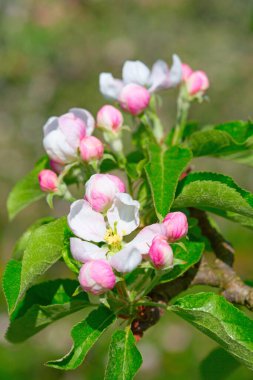 Baharda çiçek açan elma bahçesi