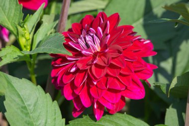 Sabah çiğ damlaları ile renkli yıldız çiçeği