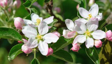 Baharda çiçek açan elma bahçesi