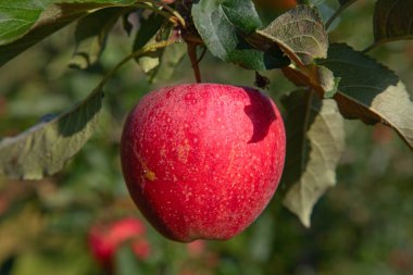 Elma bahçesi olgun kırmızı elmalarla dolu.