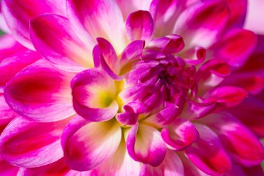 Sabah çiğ damlaları ile renkli yıldız çiçeği