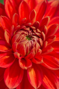 Sabah çiğ damlaları ile renkli yıldız çiçeği